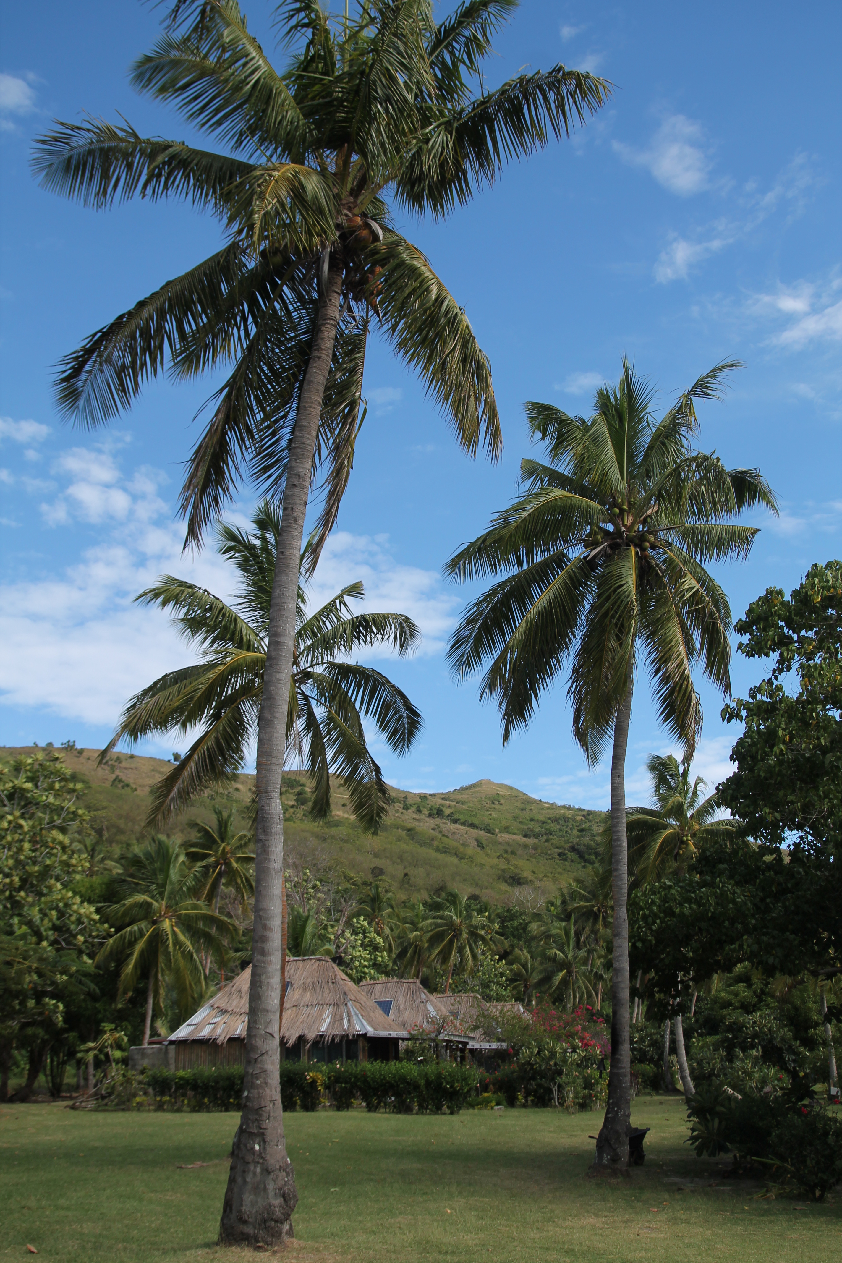 The guest bures among the palm trees at Botaira Resort, Naviti Island, Yasawas Picture credit Debbie Griffiths